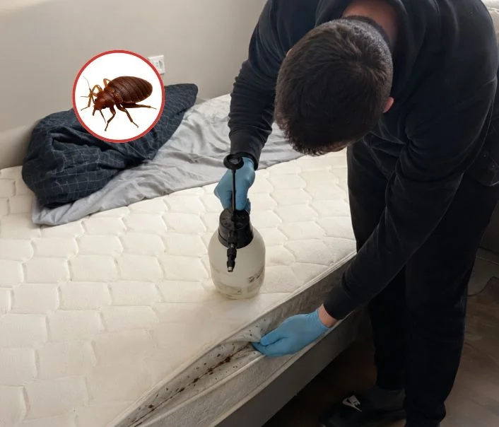 Technicien traitant un matelas contre les punaises de lit à Lumigny-Nesles-Ormeaux